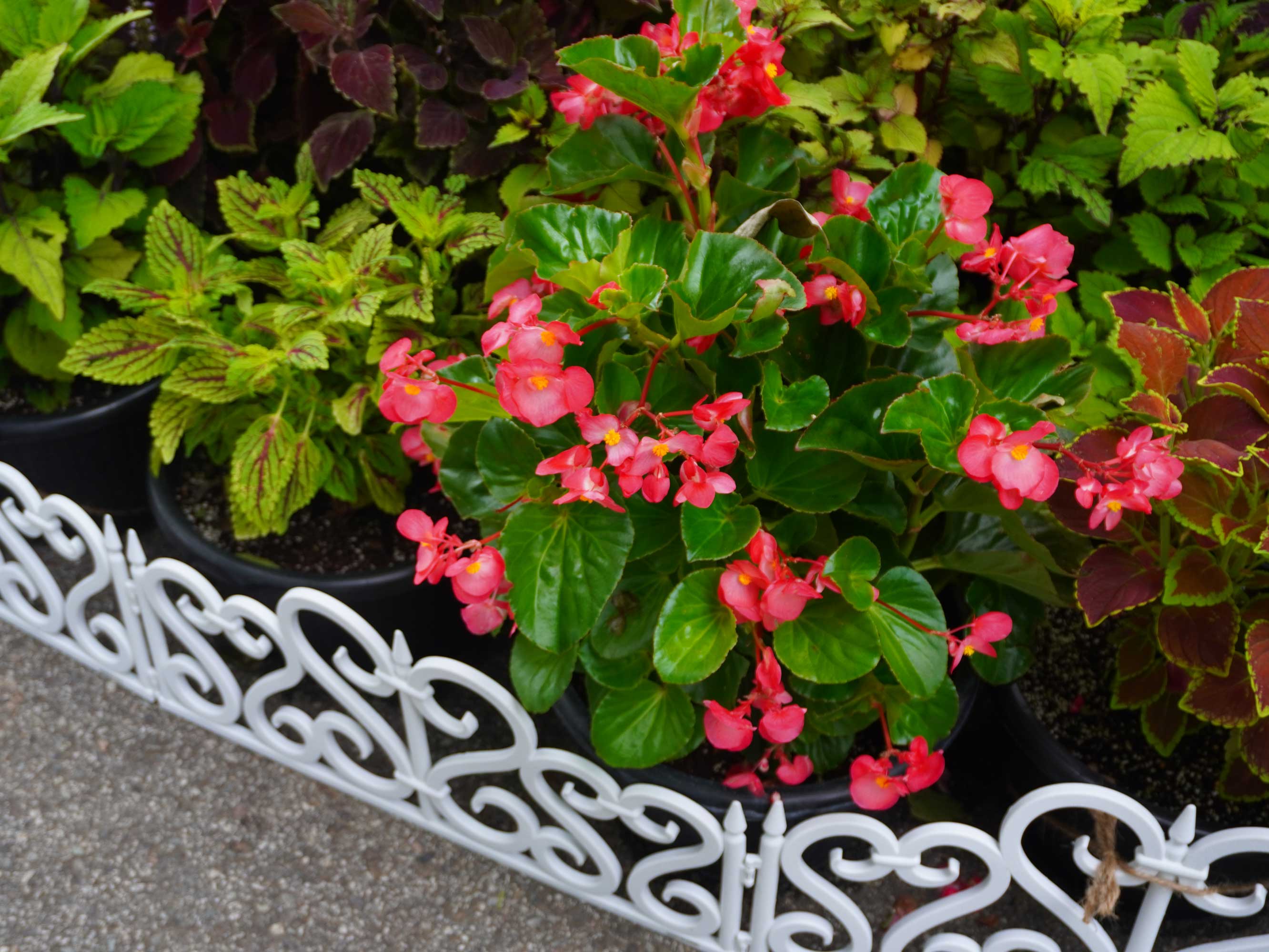 리조트에 정원에 — 스톡 에디토리얼 사진 © fokkebok #609337282, image size:2664x2000