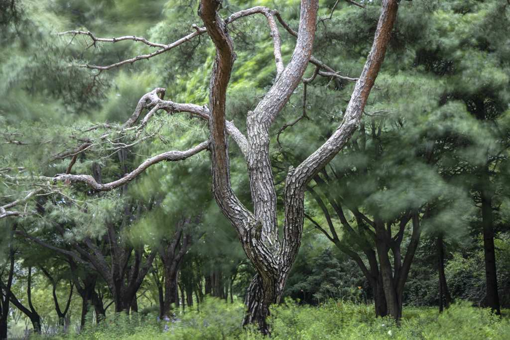 ⑥ 2020 08 04 소나무 3P1A0907.jpg