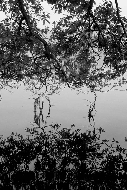 slowtree  (4).jpg