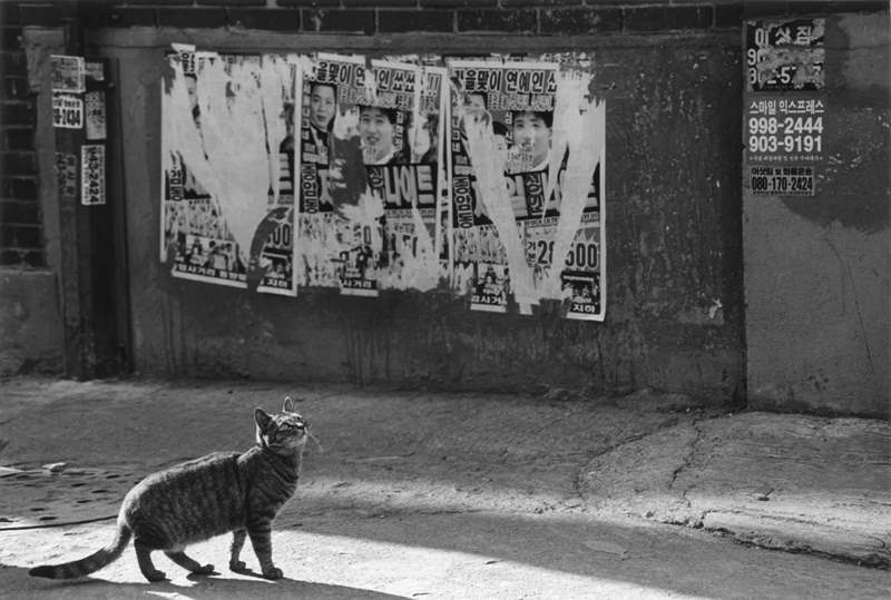 전성진_City of cat#01_2014.jpg