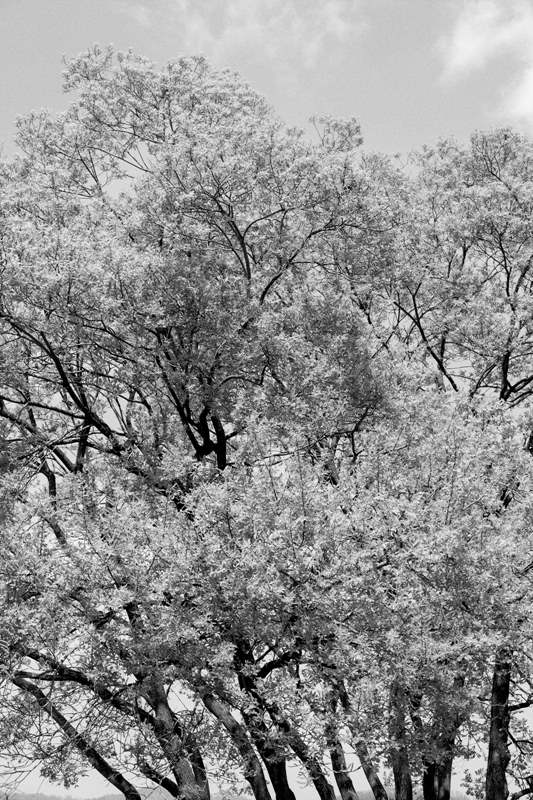 slowtree  (2).jpg