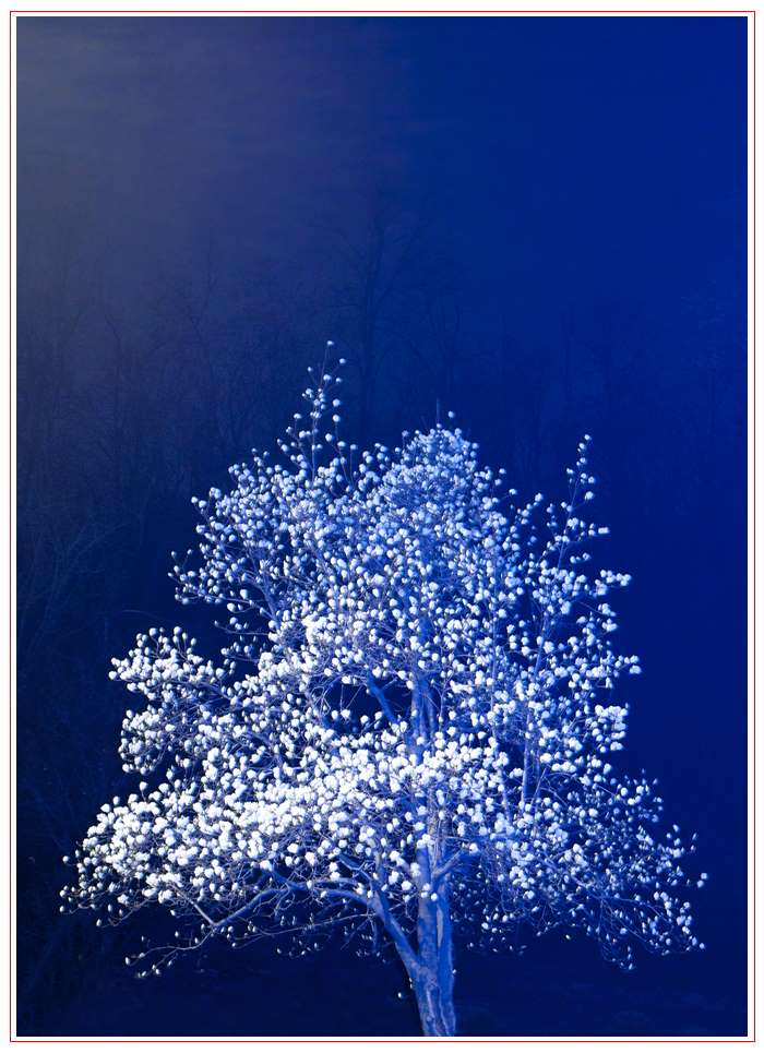 4-Moonlight(2012).jpg
