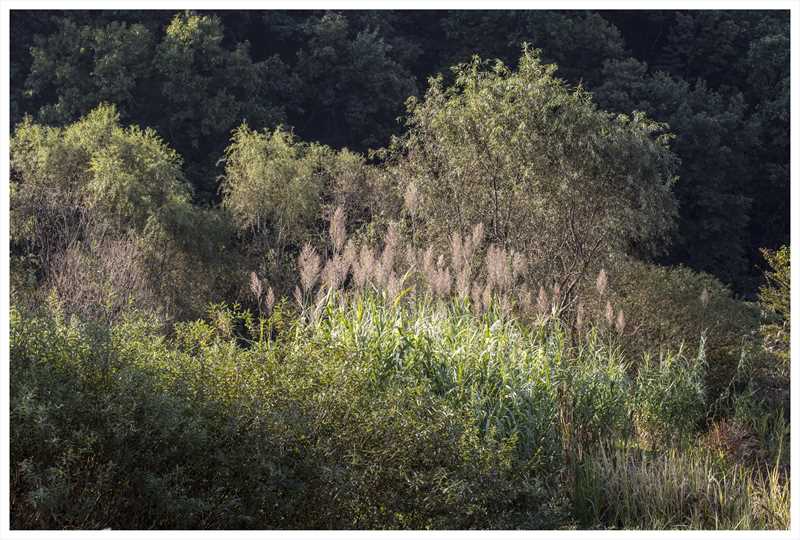 윤지한-인천대공원 숲 (2).jpg