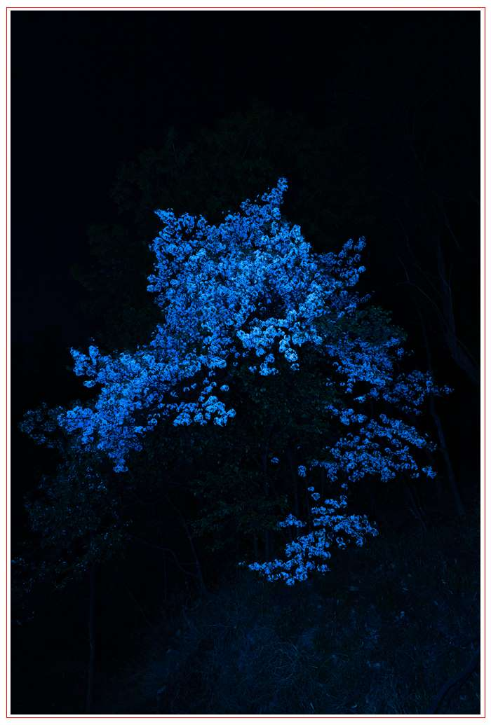 5-Moonlight 10_(2019).jpg