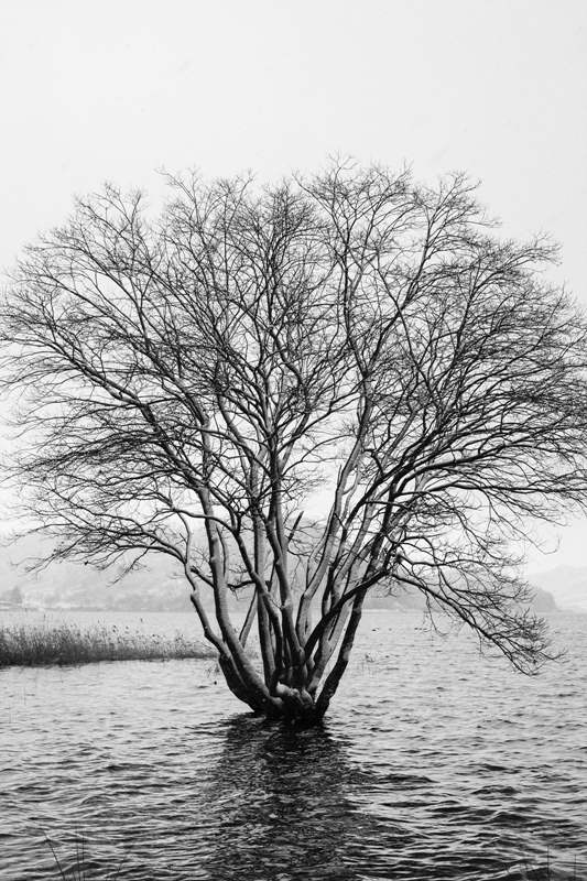slowtree  (11).jpg