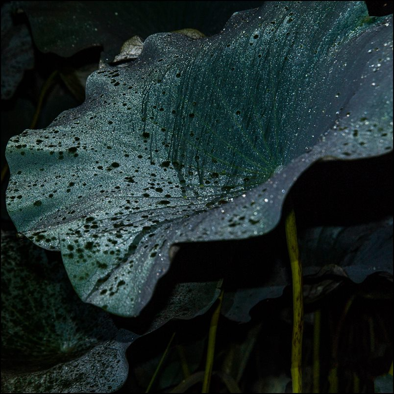 Imago-06.jpg