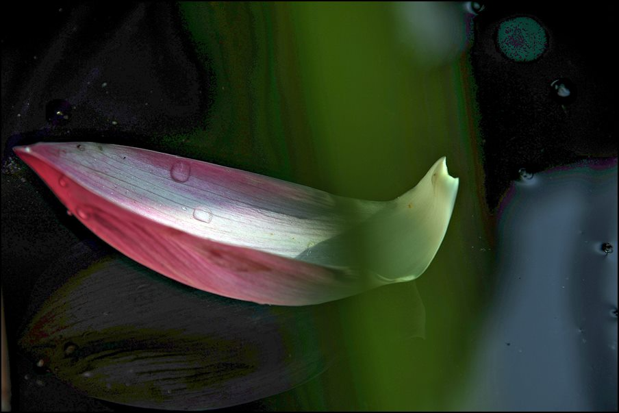 Imago-02.jpg