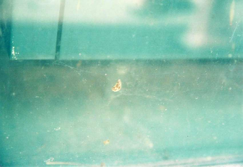 SMUDGE #12 61.0cmx40.5cm DIGITAL C-PRINT BERLIN 2011.jpg