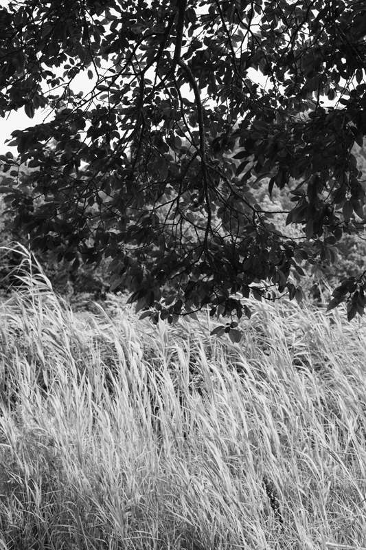 slowtree  (12).jpg