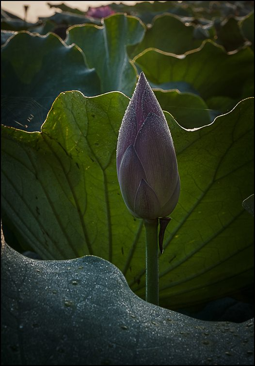 Imago-09.jpg