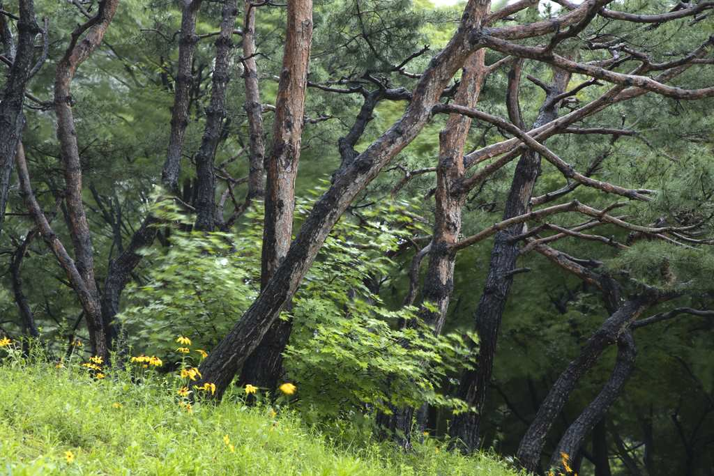 ⑥ 2020 08 03 소나무 3P1A0843.jpg
