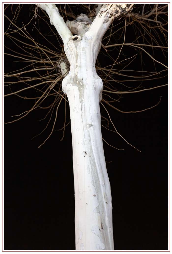 9-Pareidolia 5(2013).jpg