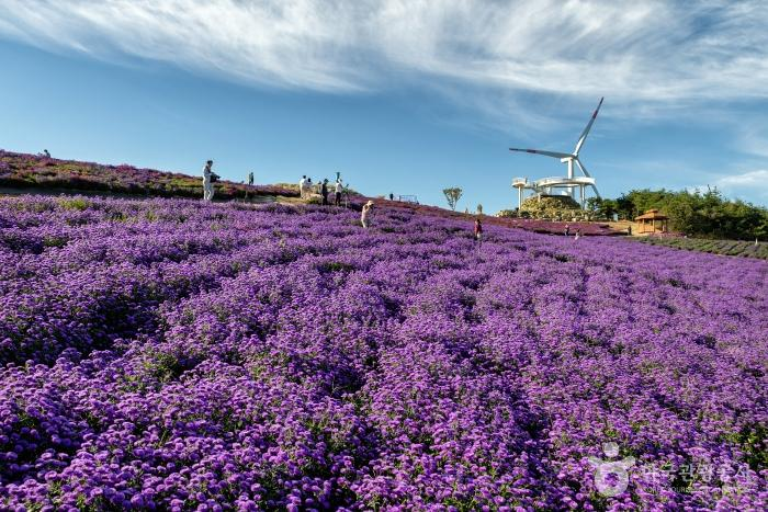 [KTO-Exclusive] Geochang Purple Aster Festival & Sancheong Herbal Medicine Day Tour