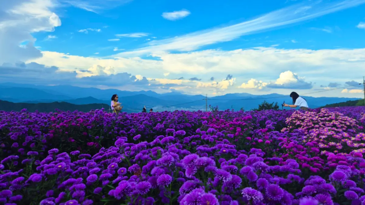 [KTO-Exclusive] Geochang Purple Aster Festival & Sancheong Herbal Medicine Day Tour