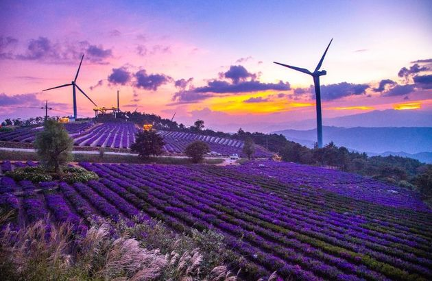 [KTO-Exclusive] Geochang Purple Aster Festival & Sancheong Herbal Medicine Day Tour