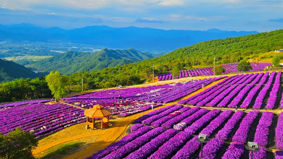[KTO-Exclusive] Geochang Purple Aster Festival & Sancheong Herbal Medicine Day Tour