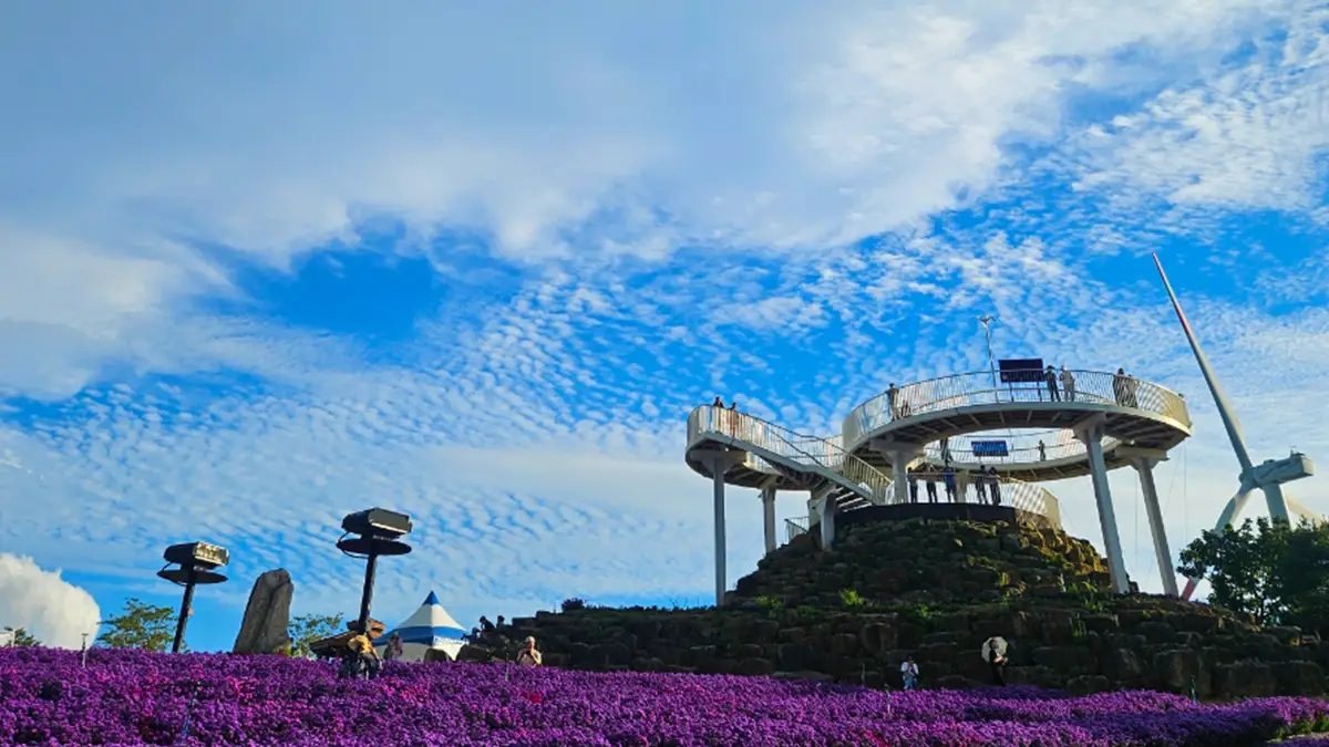 [KTO-Exclusive] Geochang Purple Aster Festival & Sancheong Herbal Medicine Day Tour