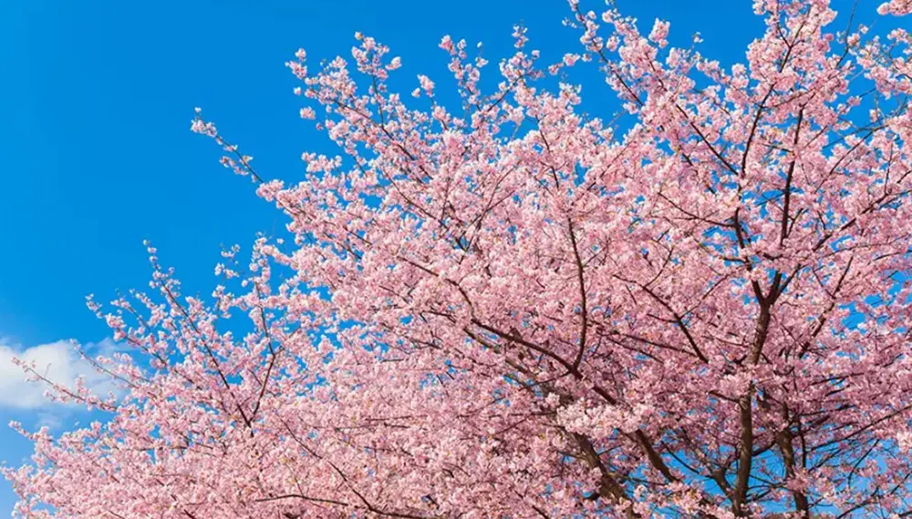 e5780a33603d0.png