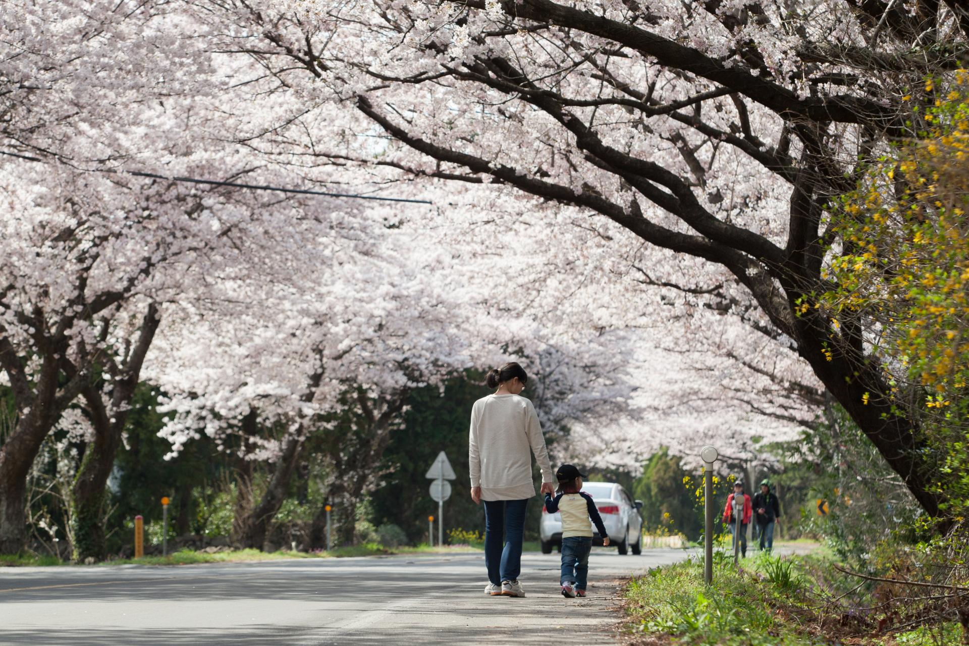 cherry-blosson-jeju.jpg