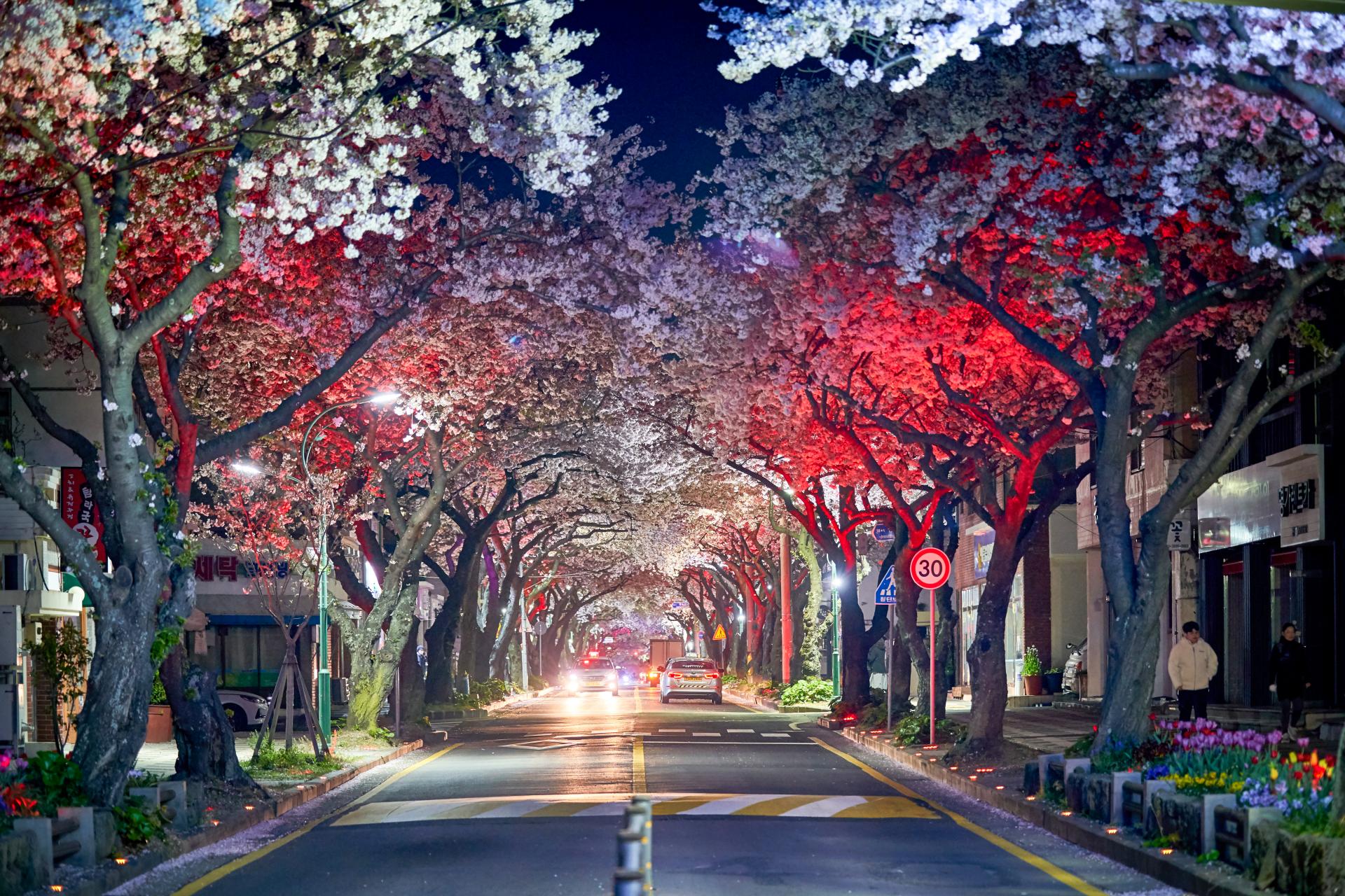 cherry-blossom-night-jeju.jpg