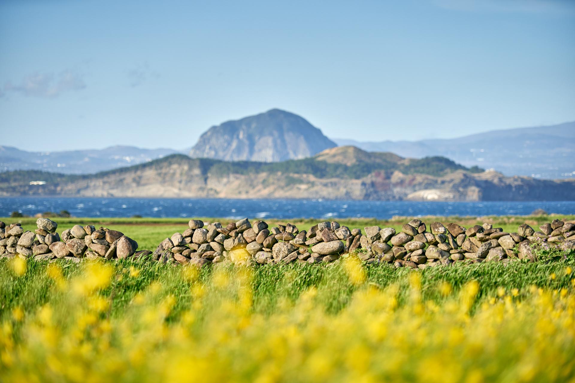 jeju-spring-coastline-canola.jpg.jpg