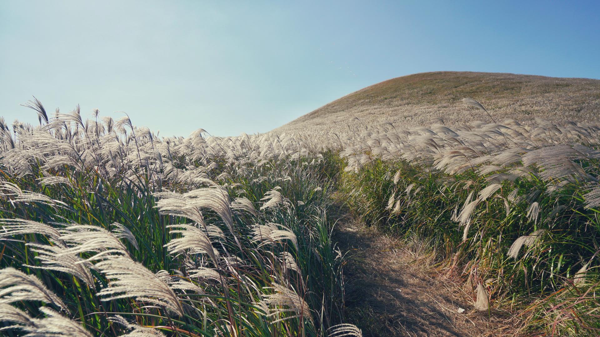 jeju-autumn-hillside.jpg.jpg
