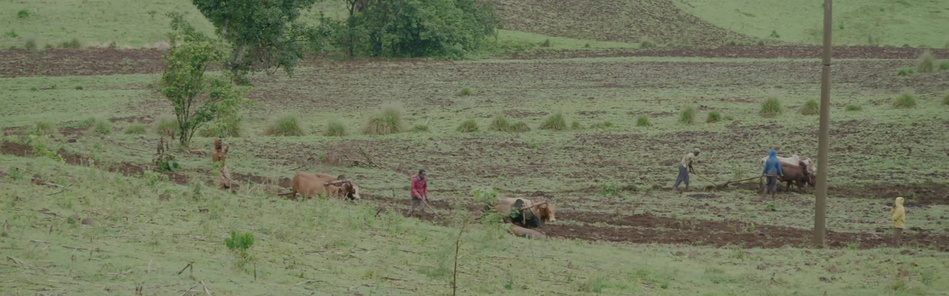 ETHIOPIA Basha Bekele Badagalo Anaerobic Honey