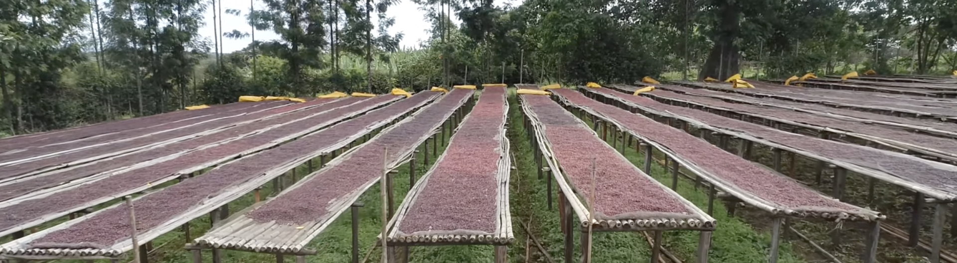 ETHIOPIA Basha Bekele Badagalo Anaerobic Honey