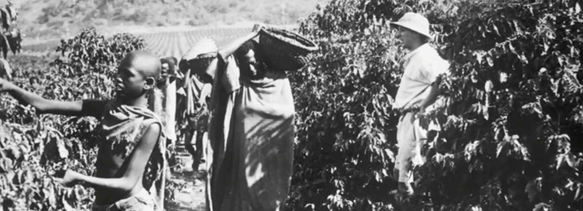 KENYA Karumandi AA Washed