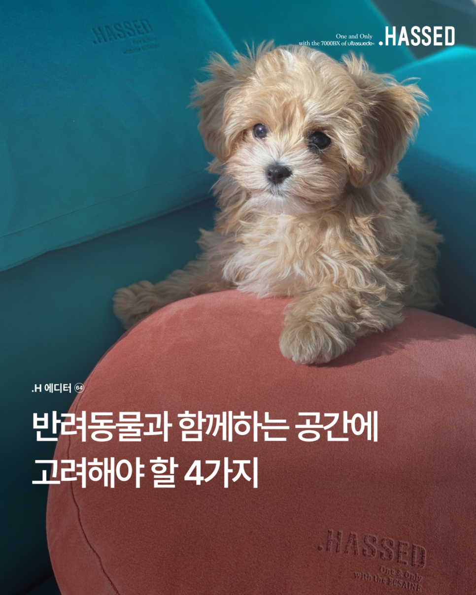 반려동물과 함께하는 거실을 위한 헷세드 소파 선택 기준 4가지 표지