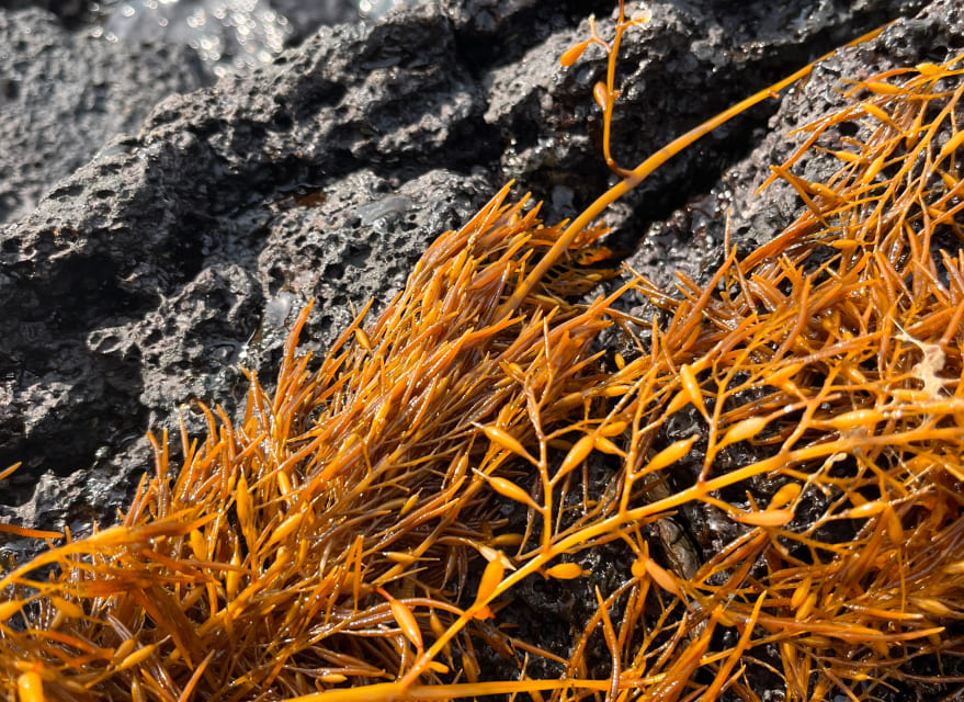 괭생이모자반 01