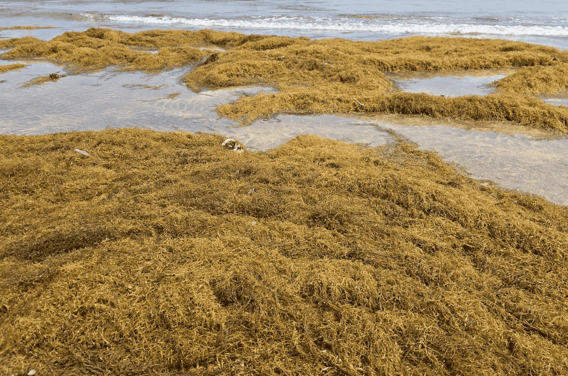 괭생이모자반02