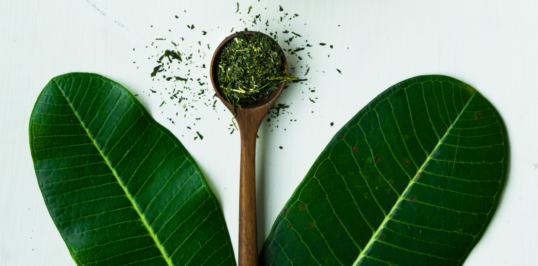 가려운두피샴푸성분-녹차