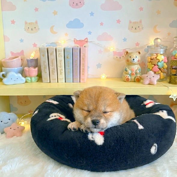 시로의 가족찾기