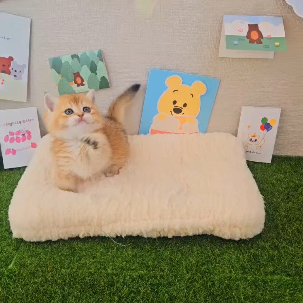 찹쌀이의 가족찾기