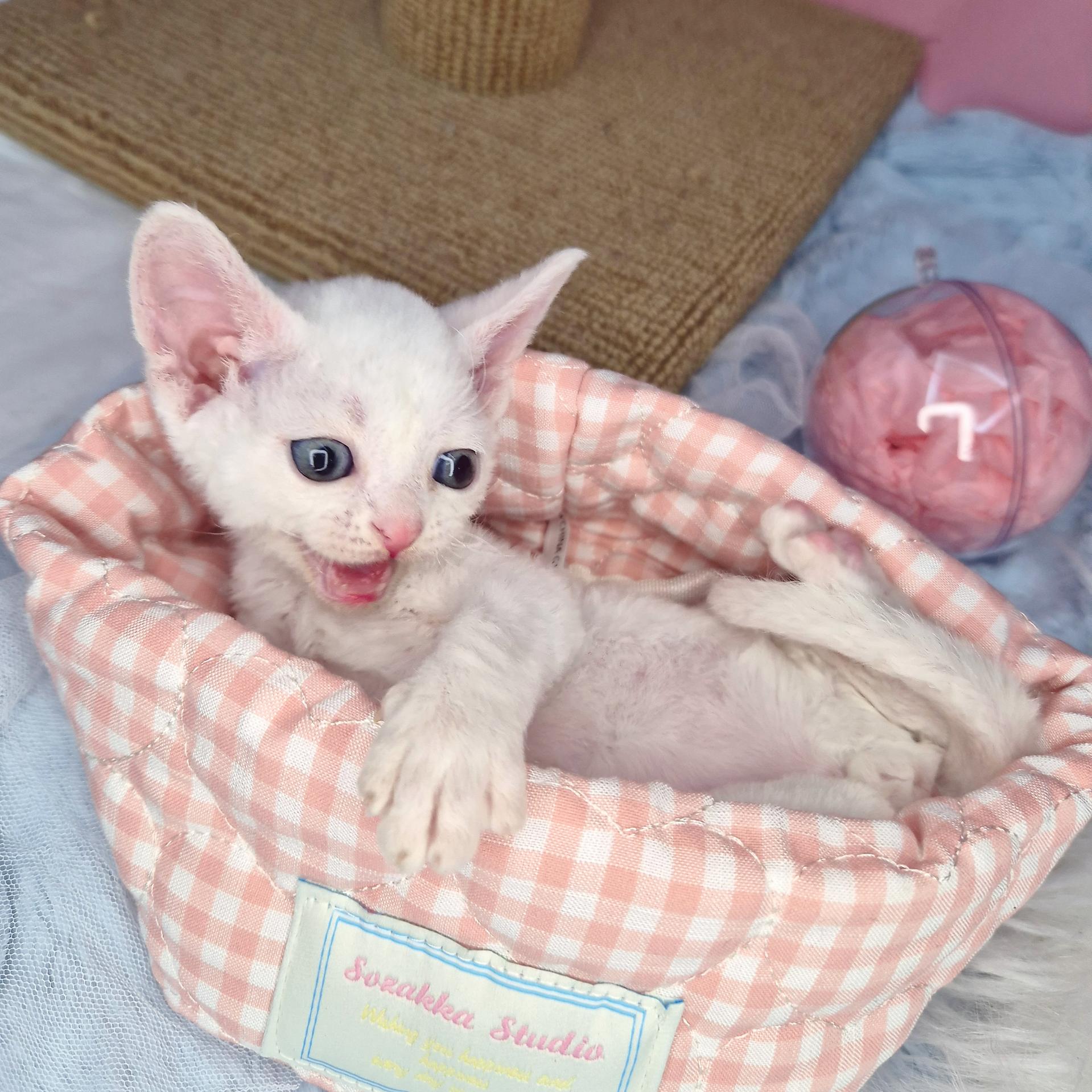 시엘이의 가족찾기