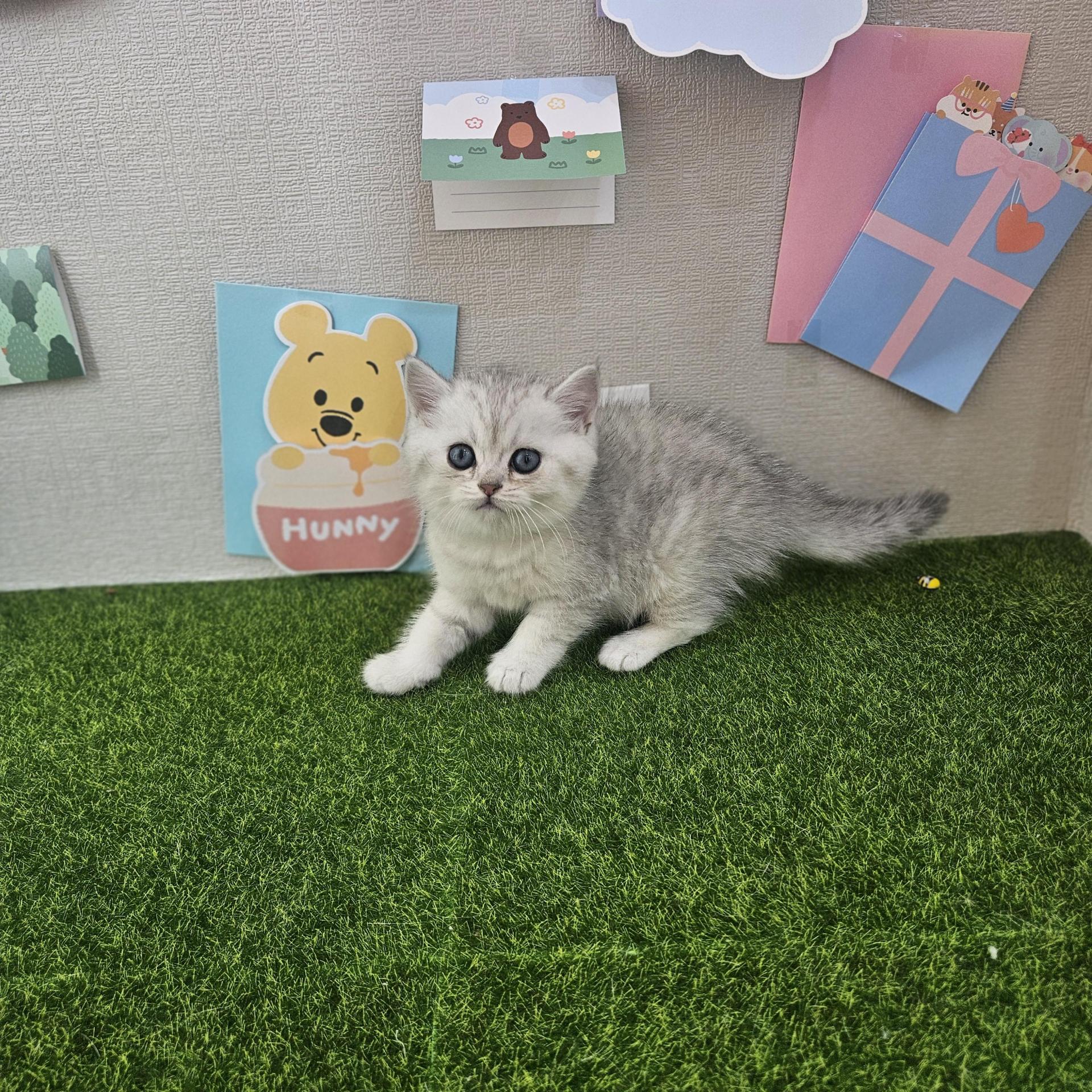 은별이의 가족찾기