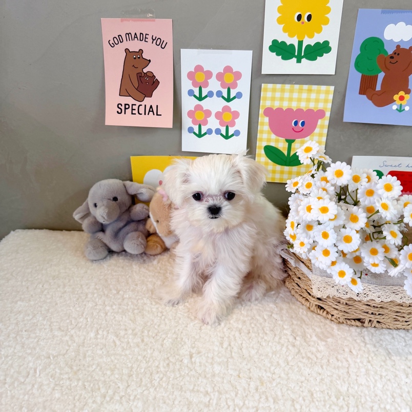 달이의 가족찾기