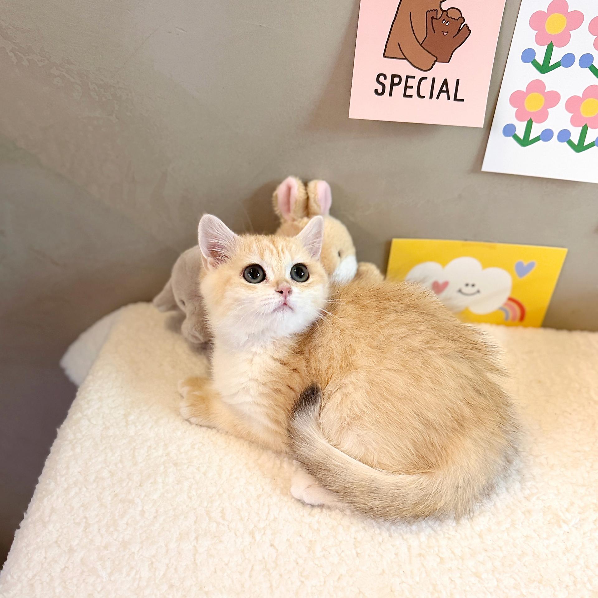 토피의 가족찾기