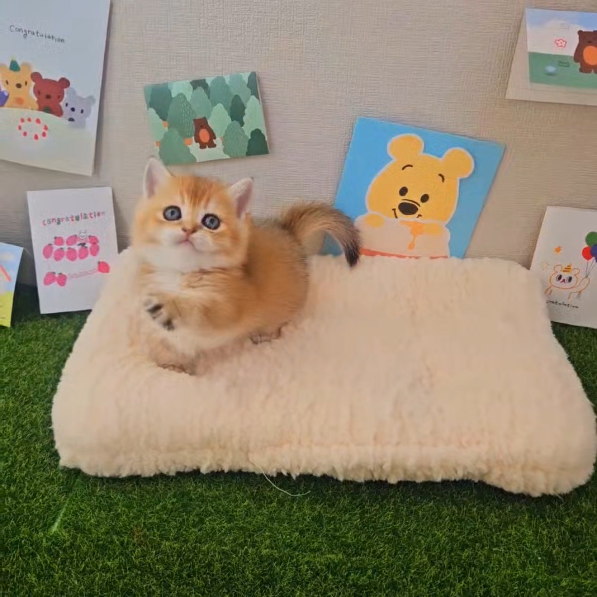 찹쌀이의 가족찾기
