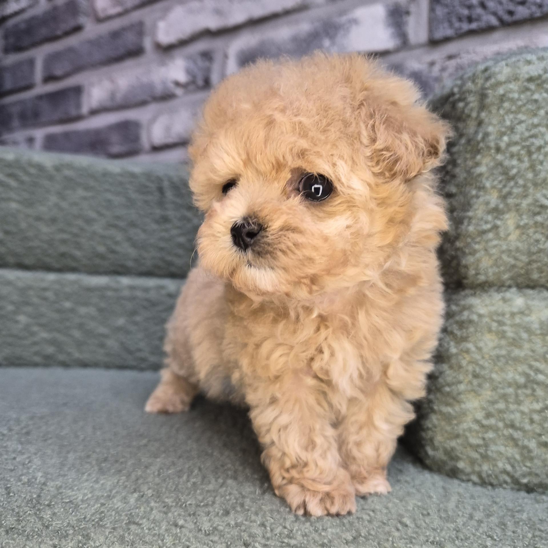 몽실이의 가족찾기