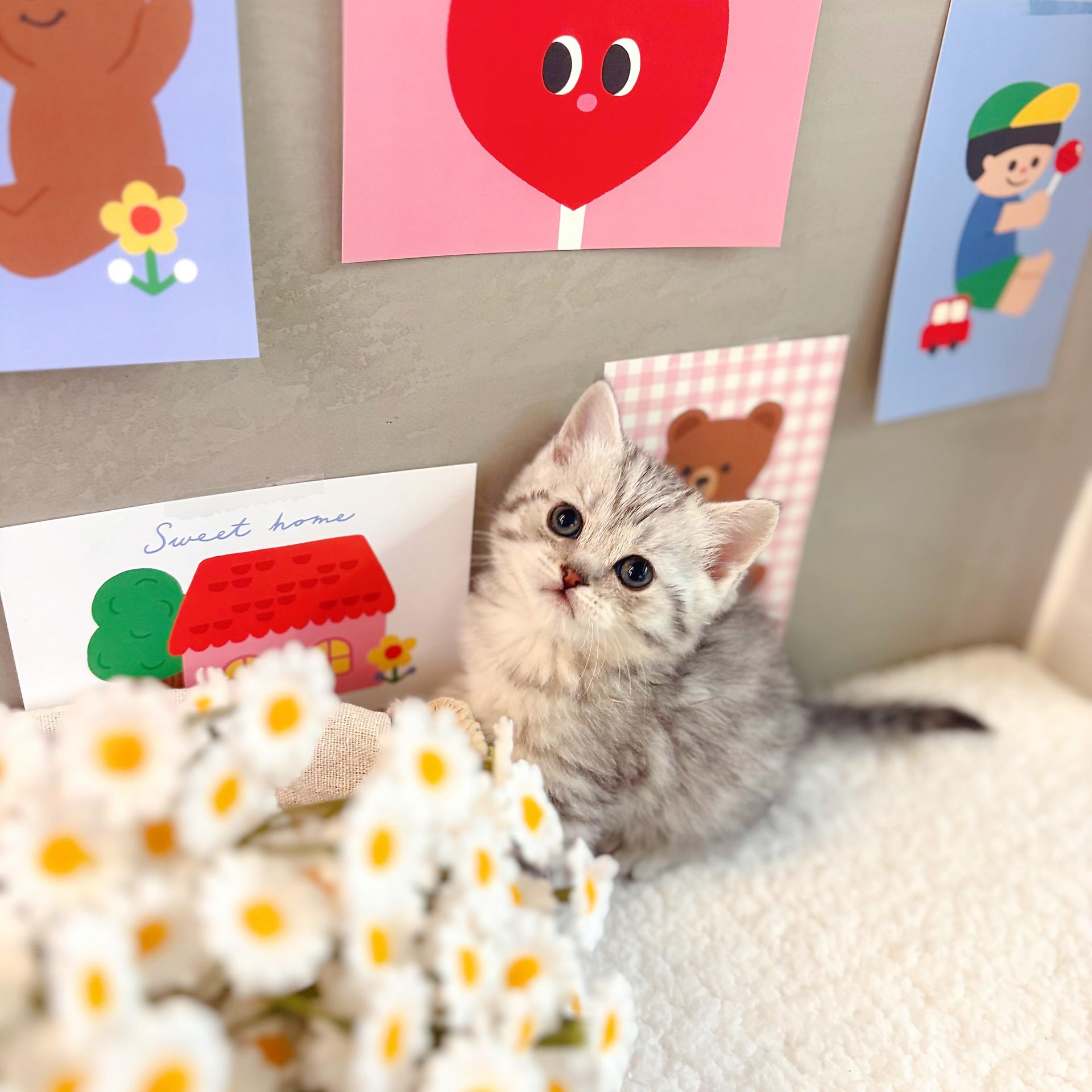 카피바라와 교감할 수 있는 제주도 동물원, image size:1920x1920