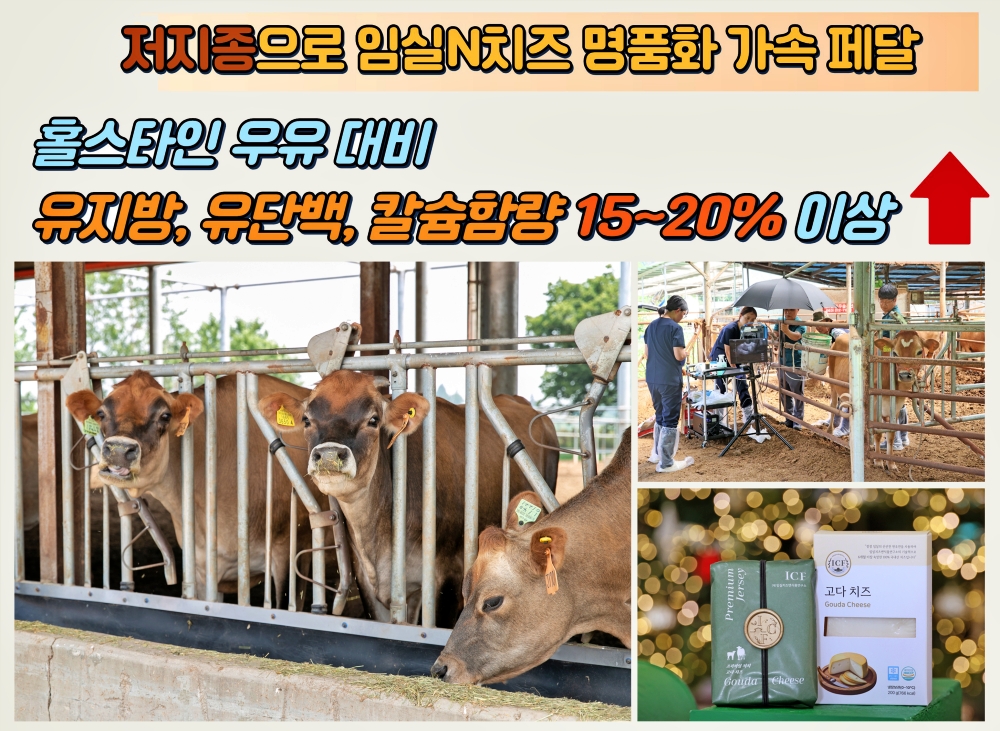1.치즈 본고장 임실군, 저지종으로 임실N치즈 명품화 가속 페달1.jpg