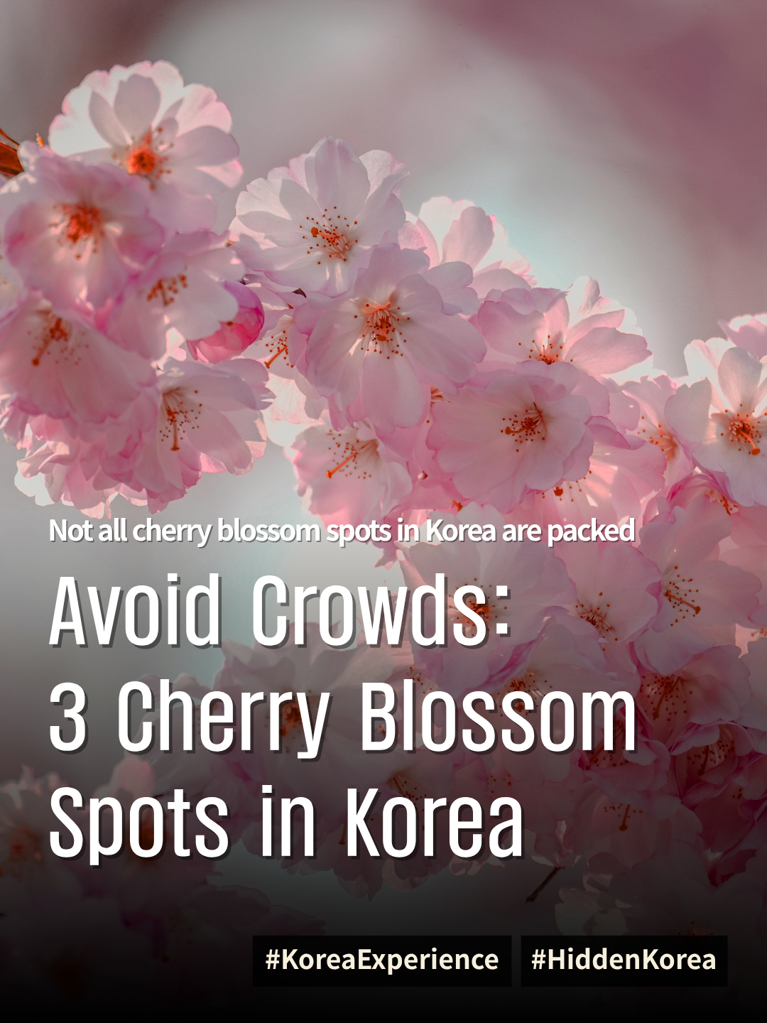 KX Travel idea - Cherry Blossom Sports Avoiding Crowds