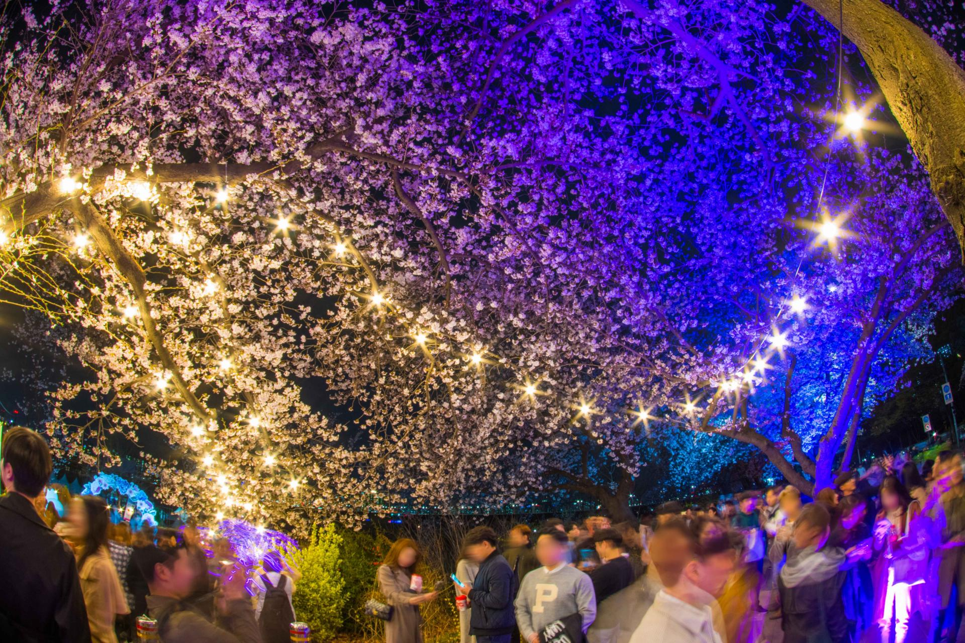 Yeouido Cherry Blossom Festival