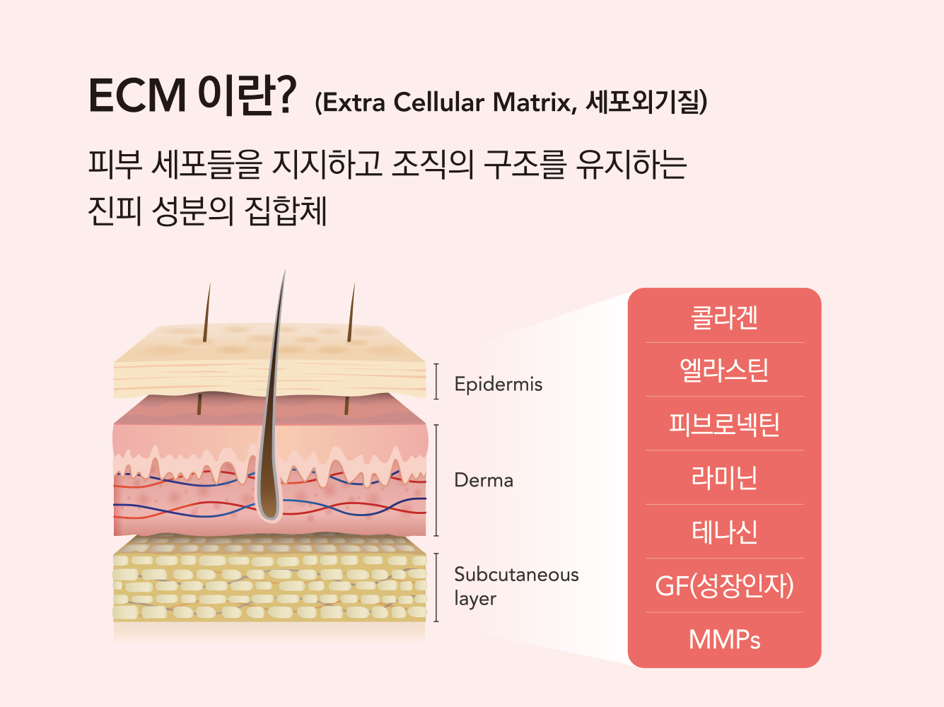ECM이란? 피부를 지탱하는 진짜 구조