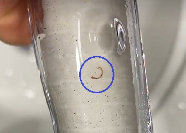 케어원 해충방제 깔따구 유충