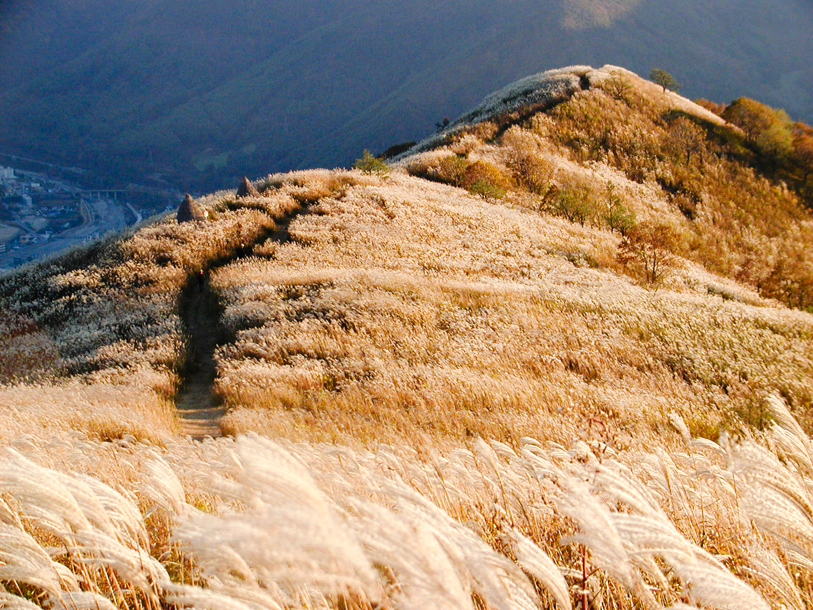 MindungSan's Shoulder-High, Silver Grass Hiking on Golden Week