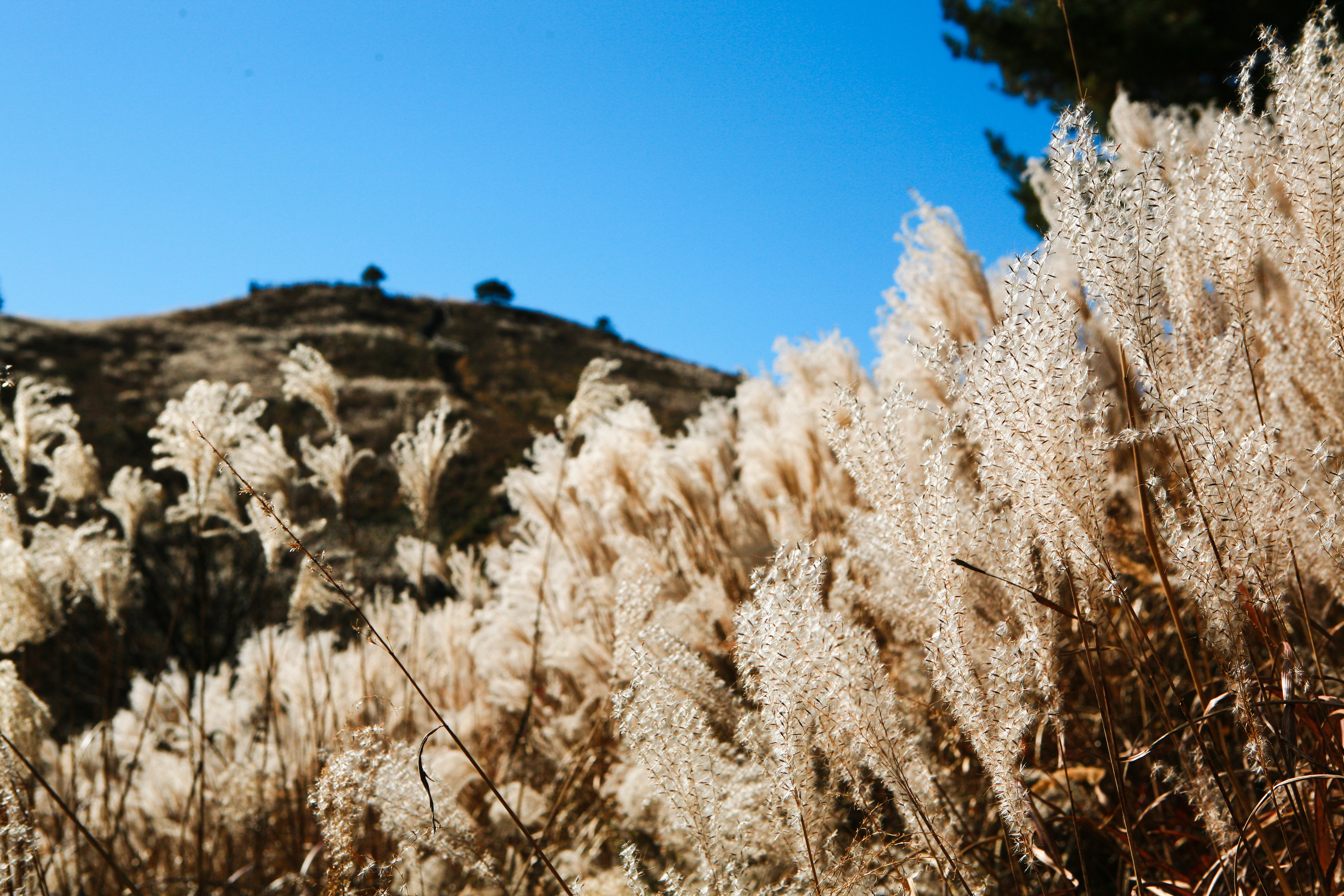 MindungSan's Shoulder-High, Silver Grass Hiking on Golden Week