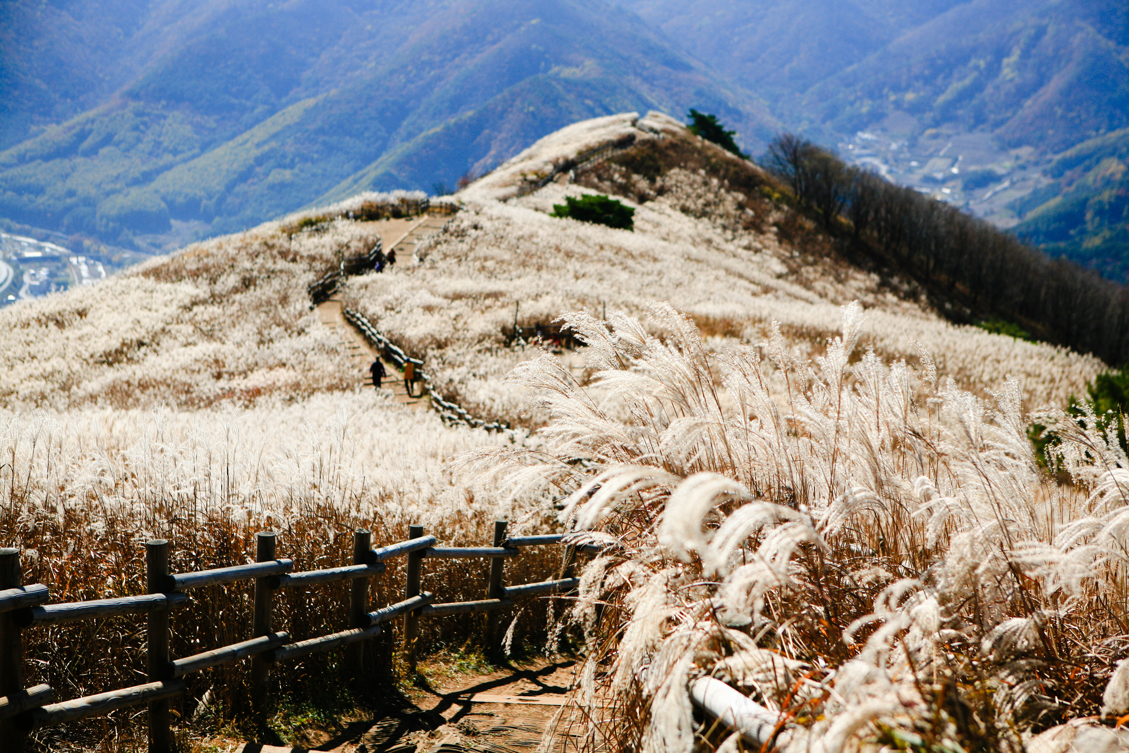 MindungSan's Shoulder-High, Silver Grass Hiking on Golden Week